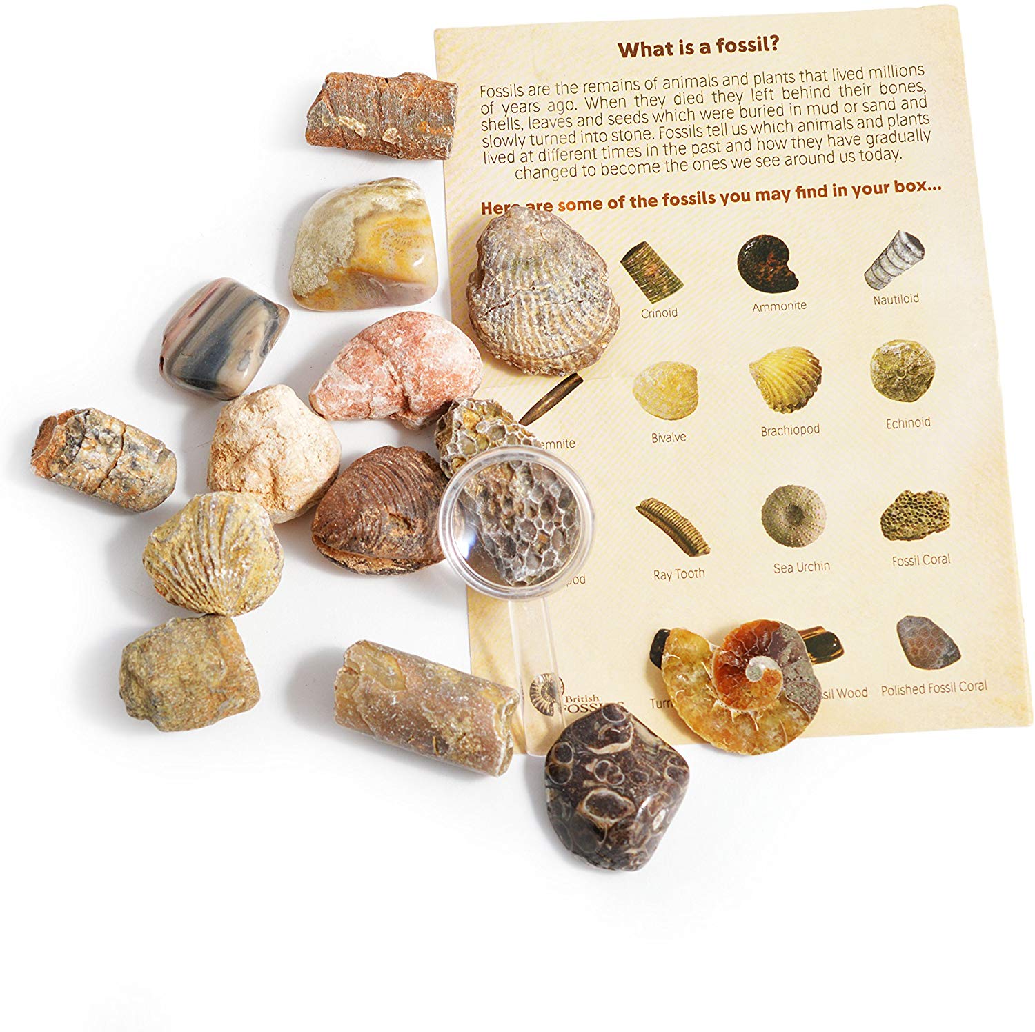 Fossil Collection Kit Contains Genuine Fossils Collection Kit