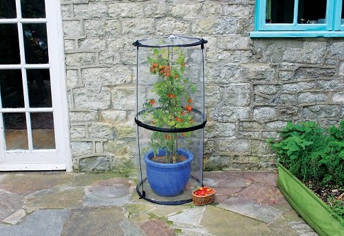Haxnicks Pop-Up Tomato Cloche, Transparent, 50x50x110 cm - Image 3