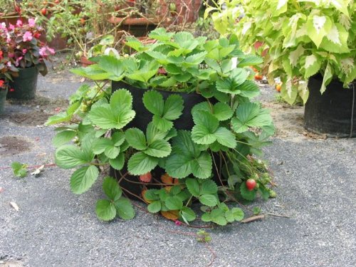 SMART POT Fabric Pot, Tan, 20 Gallon - Image 4