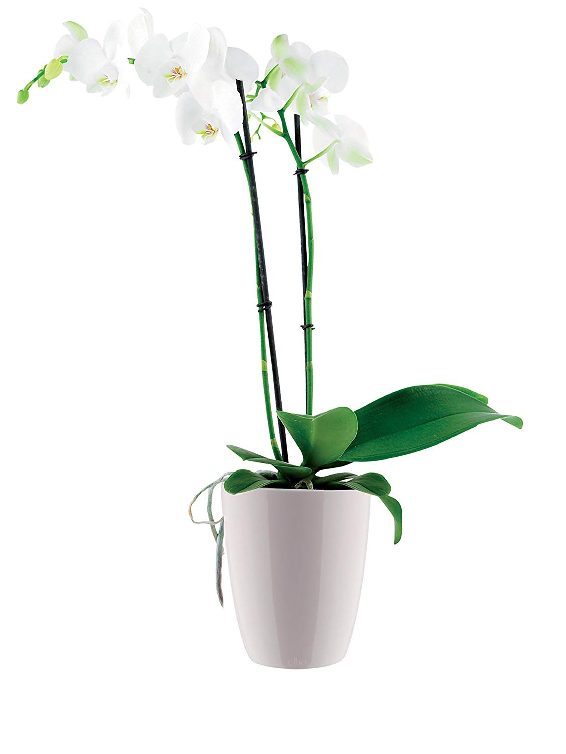 Elho 8141561315001 12.5 cm "brussels diamond orchid high" Flower Pot - White - Image 3