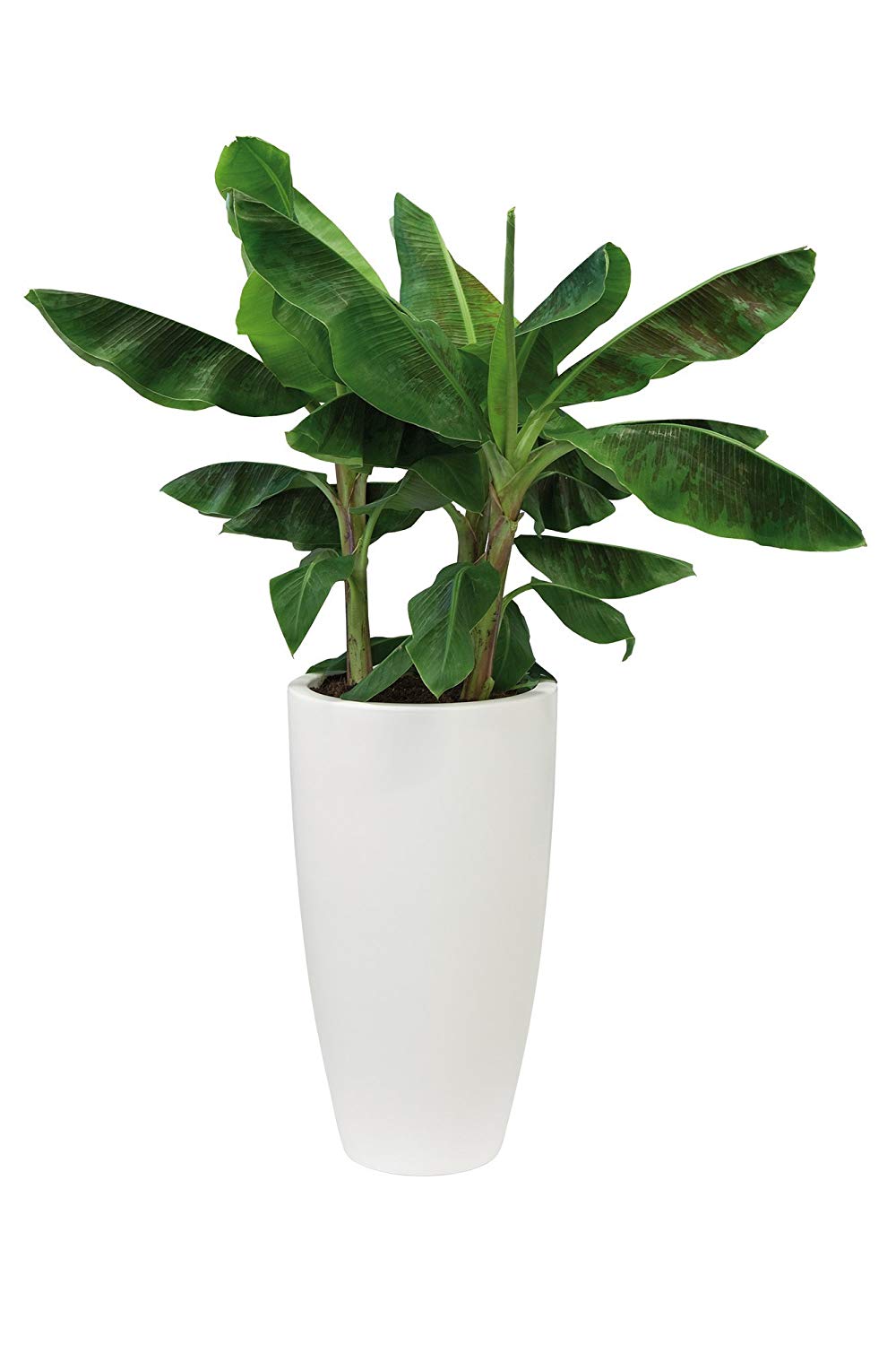 Elho Pure Soft Round High 30 - Flowerpot - White - Indoor & Outdoor - Ø 29.5 x H 53.2 cm