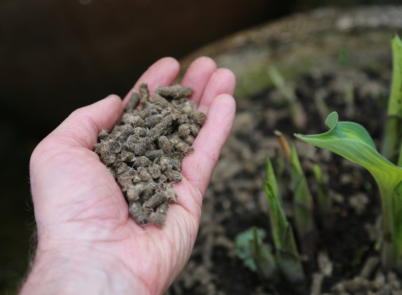 Vitax Slug Gone Wool Pellets, Natural, Organic Barrier To Protect Borders, Pots & Containers From Slugs And Snails, Long Lasting - 3.5L - Image 4