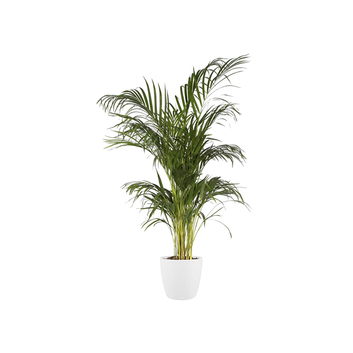 elho Brussels Round 20 - Flower Pot for Indoor - 100% recycled plastic - Ø 20.0 x H 18.7 cm - White/White