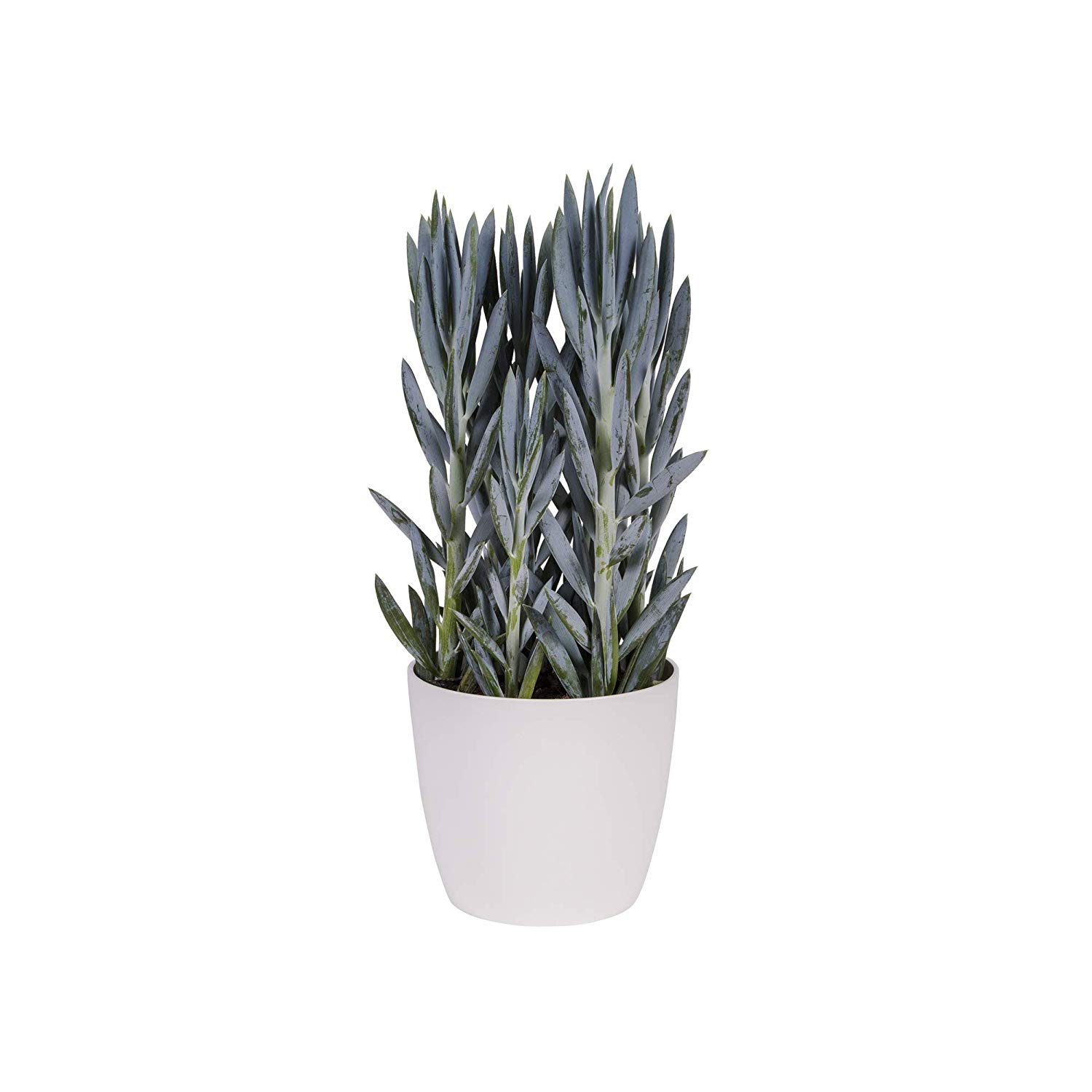 elho Brussels Diamond Round 25 - Flower Pot Indoor - 100% Recycled Plastic - Ø 25.2 x H 23.0 cm - White/White - Image 4
