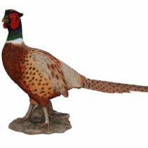 Vivid Arts Size-A Real Life Pheasant