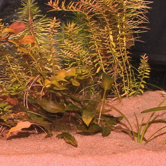 JBL Sansibar RED 5 kg, Fine, red substrate for fresh- and saltwater aquariums - Image 2