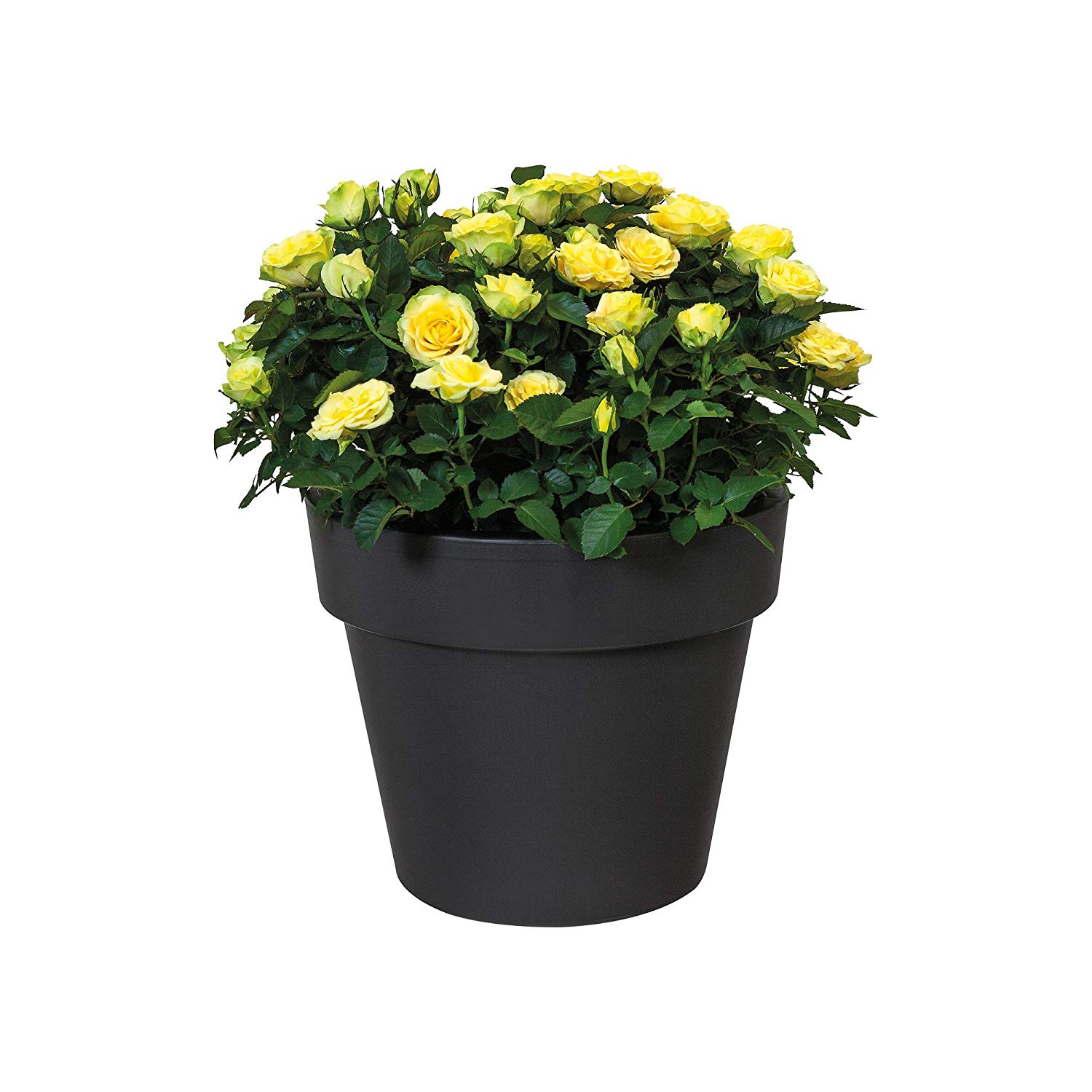 elho Green Basics Top Planter 23 - Flower Pot for Outdoor - Ø 23.0 x H 19.6 cm - Black/Living Black - Image 3
