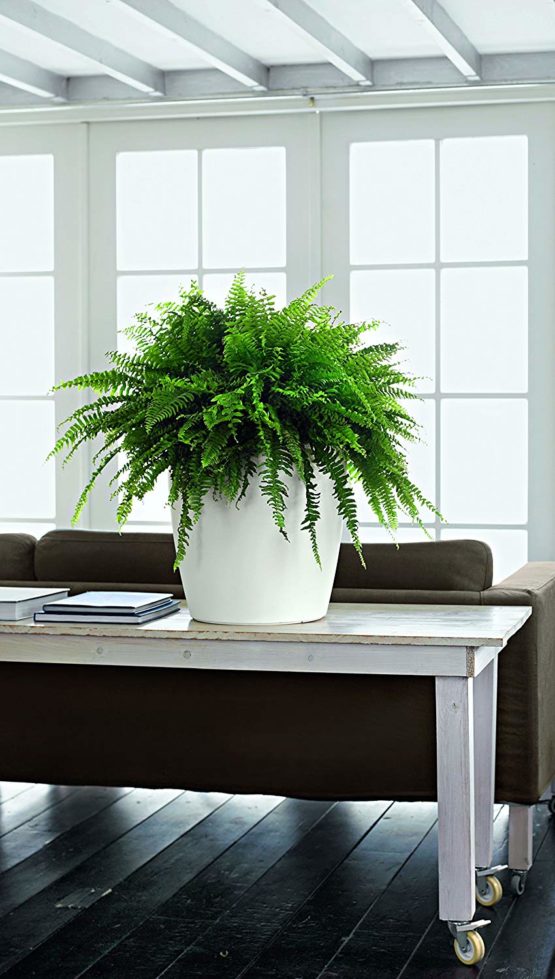 Lechuza CLASSICO Color Self-watering Planter - Image 2