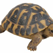 Vivid Arts XRL-HERM-B Hermann Tortoise Resin Ornament