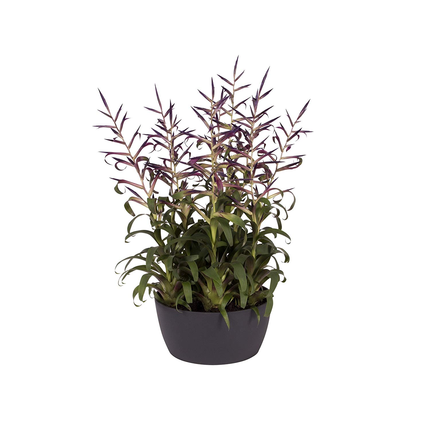 elho Brussels Bowl 23 - Flower Pot for Indoor - 100% Recycled Plastic - Ø 22.9 x H 10.8 cm - Black/Anthracite