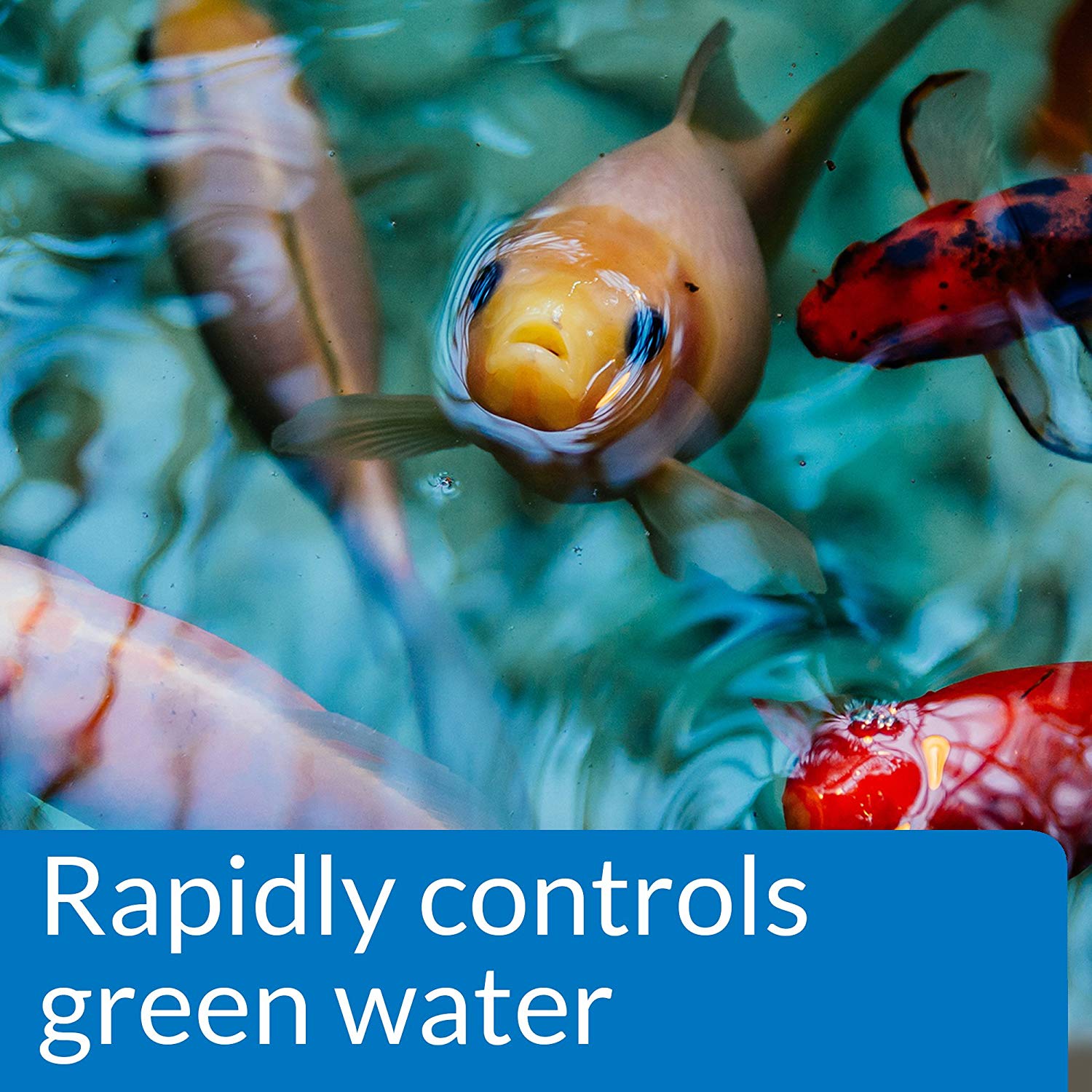 API POND ALGAE CURE Control Solution, Safe For Pets When Used As