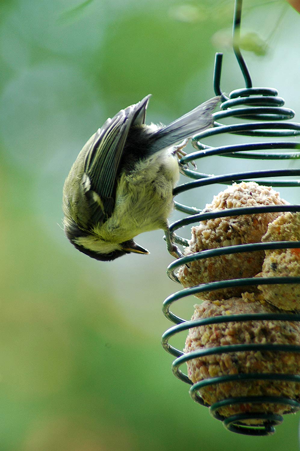 dobar® Fat Ball Holder - Spiral for Wild Birds - Metal Bird Feeder for Garden/Patio/Balcony - Diameter 7.5 x 11 (26.5) cm - Green - Image 2