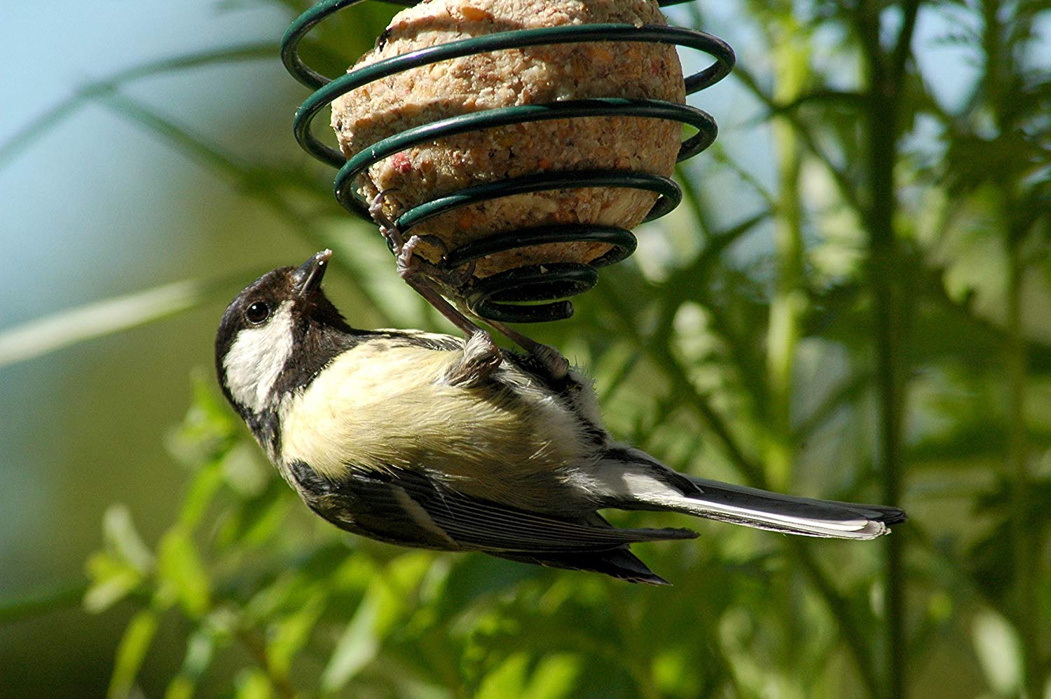 dobar® Fat Ball Holder - Spiral for Wild Birds - Metal Bird Feeder for Garden/Patio/Balcony - Diameter 7.5 x 11 (26.5) cm - Green - Image 3