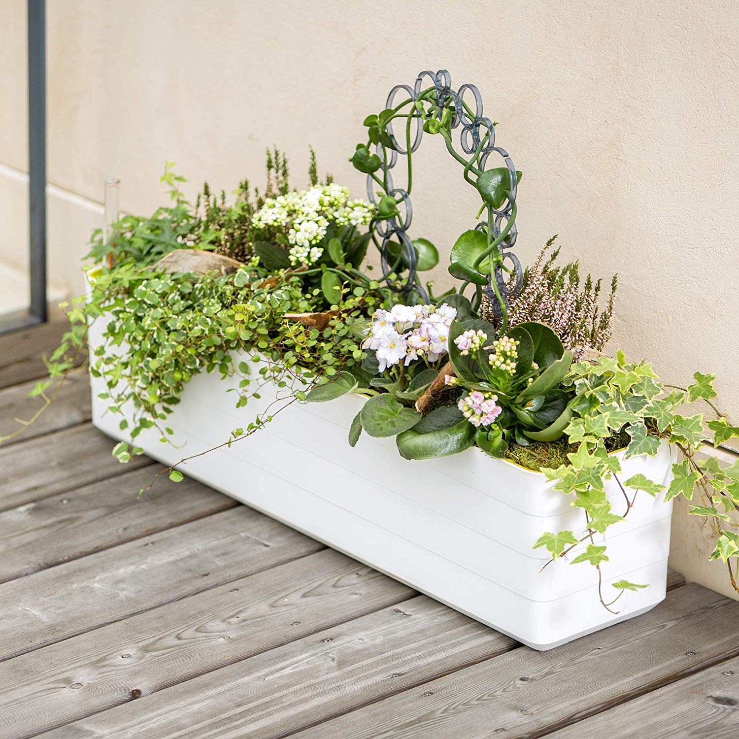 Plastia Berberis - 80cm - White & Green - Image 2