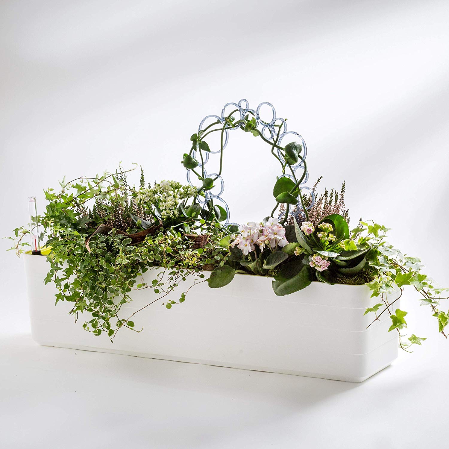 Plastia Berberis - 80cm - White & Green - Image 3