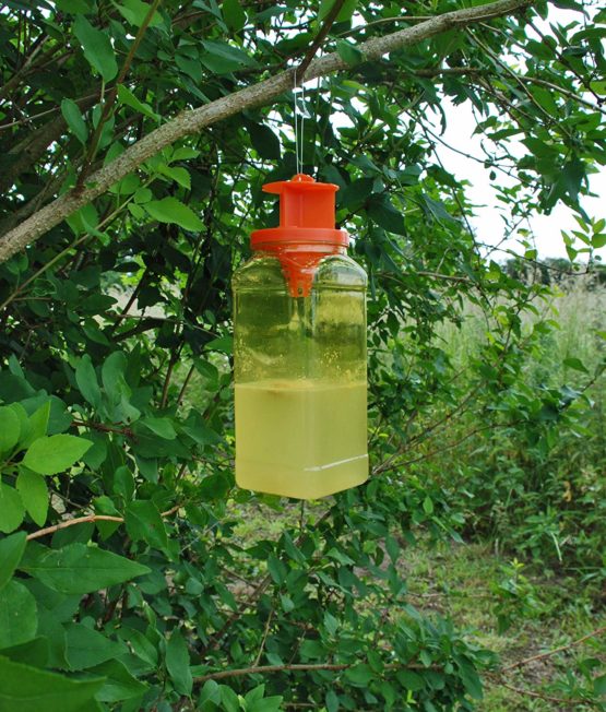 The Buzz STV334 JAW Fly Trap (Super Effective Disposable Insect Trap for Outdoor, Garden Use), Yellow, 20.0 cm*7.5 cm*7.5 cm - Image 4