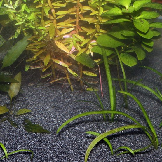 JBL Sansibar DARK 5 kg, Dark substrate for freshwater and saltwater aquariums - Image 2