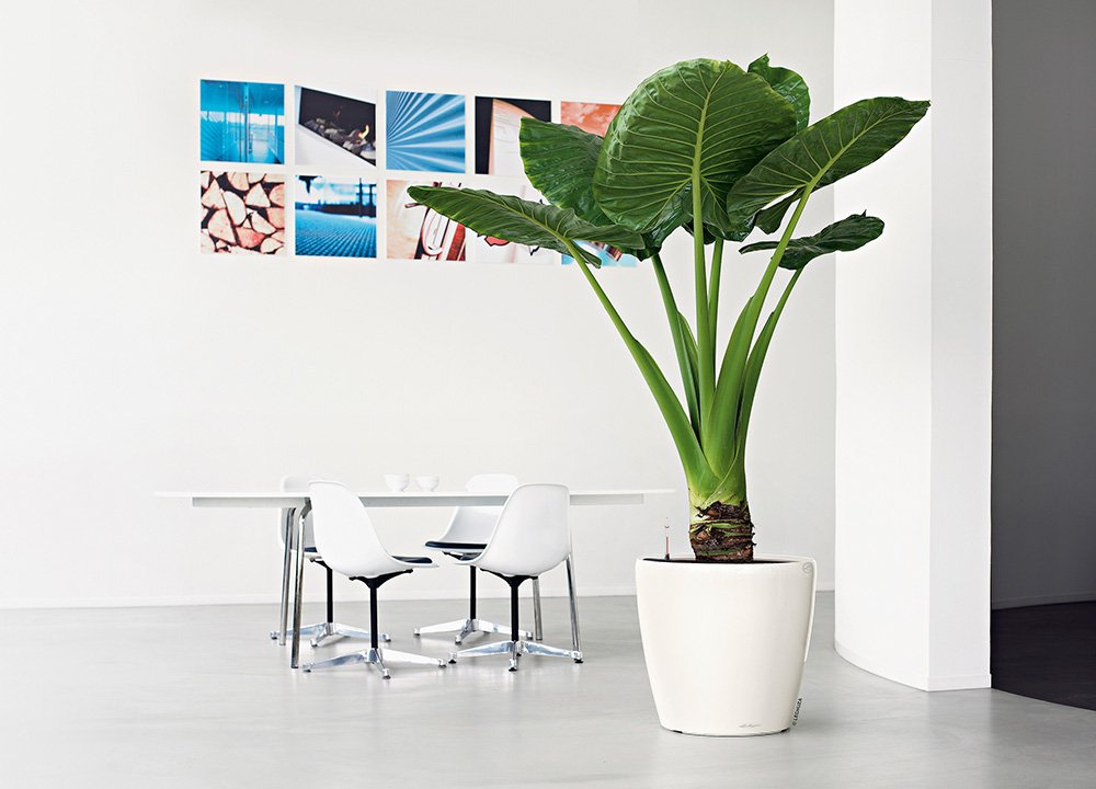 Lechuza Self Watering Plant Pot CLASSICO 50 LS Garden Flower Indoor and Outdoor Plastic Planter with Drainage Hole D50 H47 cm White High-Gloss - Image 3