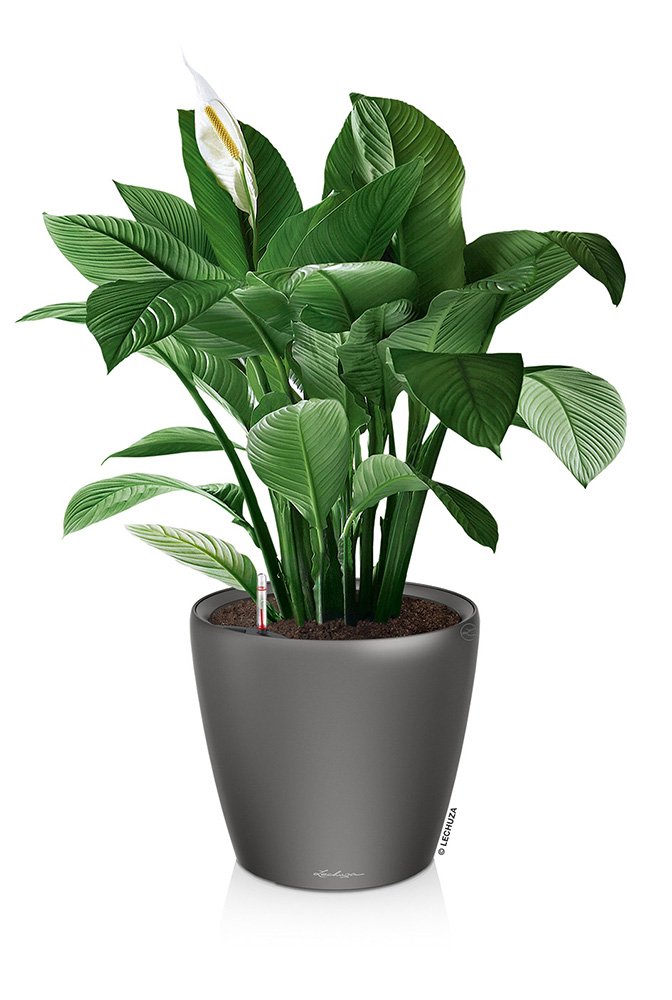 Lechuza Self Watering Plant Pot CLASSICO 43 LS Garden Flower Indoor and Outdoor Plastic Planter with Drainage Hole D43 H40 cm Charcoal Metallic - Image 3