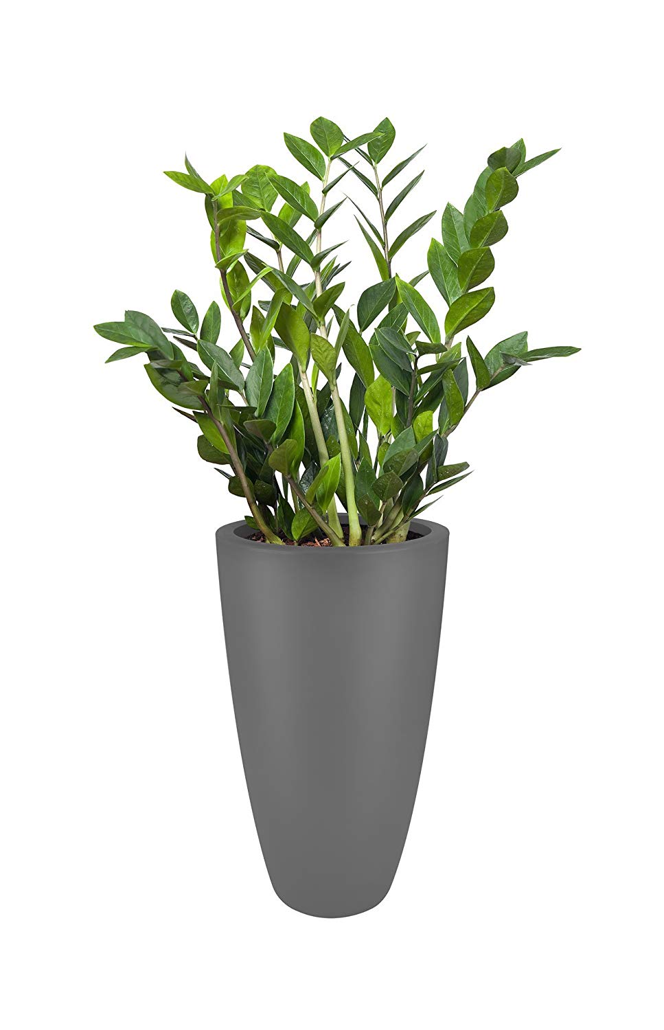Elho Pure Soft Round High 30 - Flowerpot - White - Indoor & Outdoor - Ø 29.5 x H 53.2 cm - Image 3