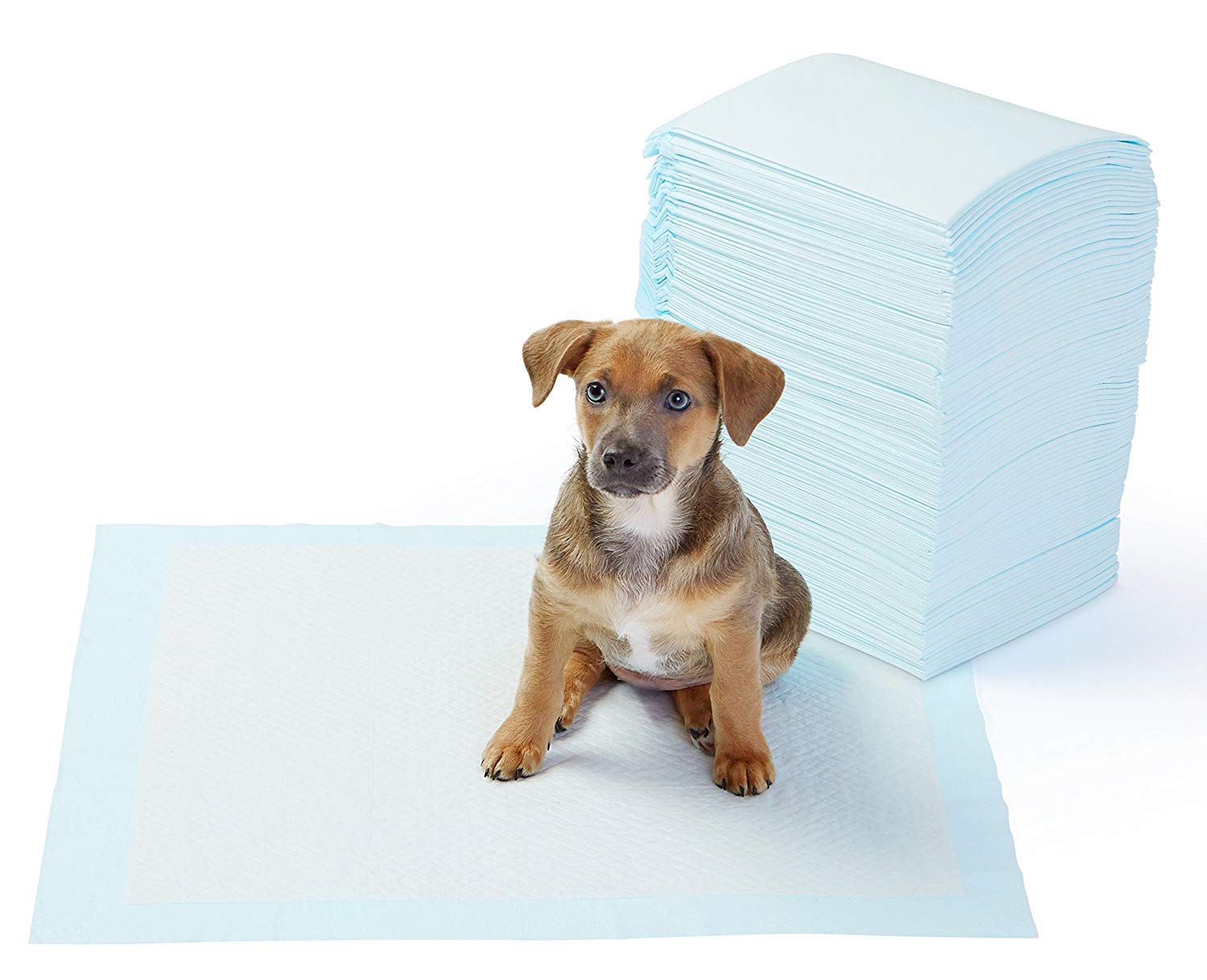 Amazon Basics Dog and Puppy Training Pads, Leakproof, 5-Layer Design with Quick-Dry Surface, Regular, Blue,Pack of 100