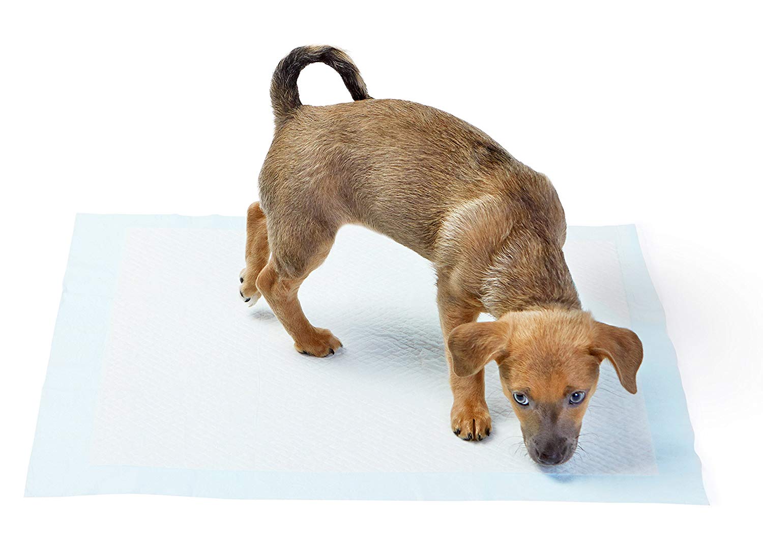 Amazon Basics Dog and Puppy Training Pads, Leakproof, 5-Layer Design with Quick-Dry Surface, Regular, Blue,Pack of 100 - Image 2