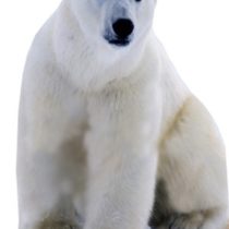 Star Cutouts Cut Out of Polar Bear