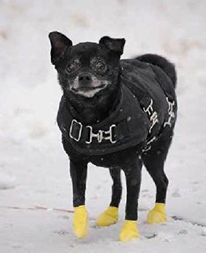 Pawz Dog - Yellow Dog Boots, 1017, XX Small - Image 4