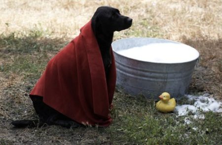 Aquis Doggie Dryer, Large - Image 2