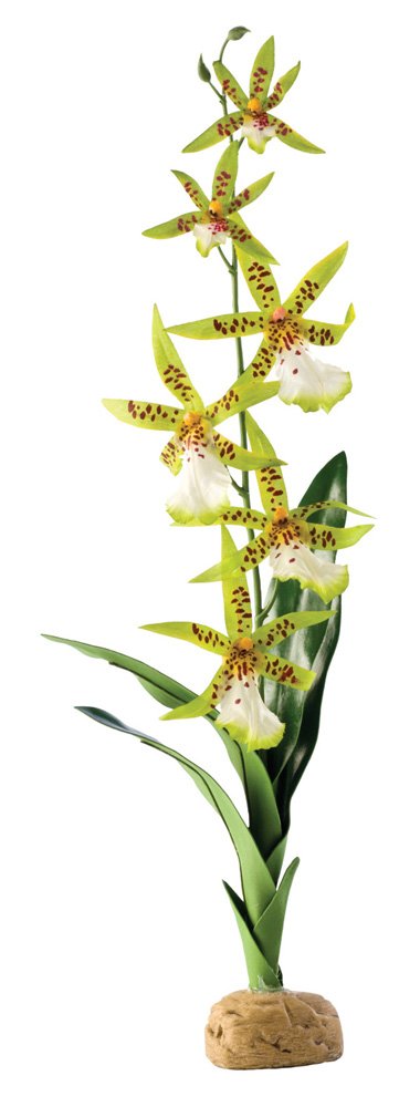 Exo Terra Spider Orchid, PT2991, 1 Count (Pack of 1)