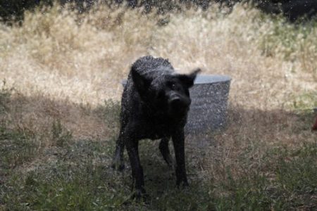 Aquis Doggie Dryer, Large - Image 3