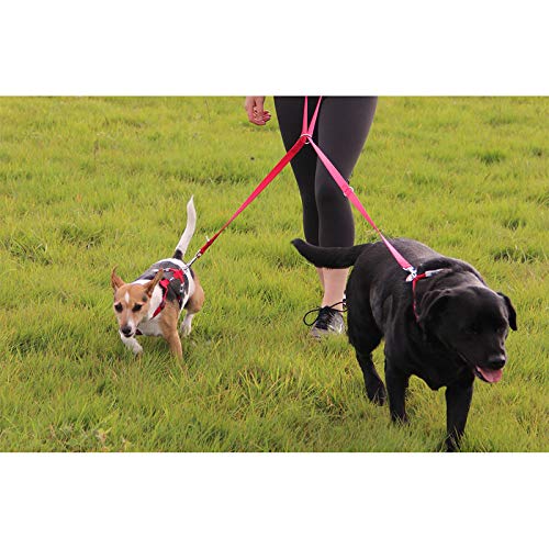 Red Dingo Multi-Purpose Dog Lead Classic, Purple, Large 20mm, Medium - Image 4