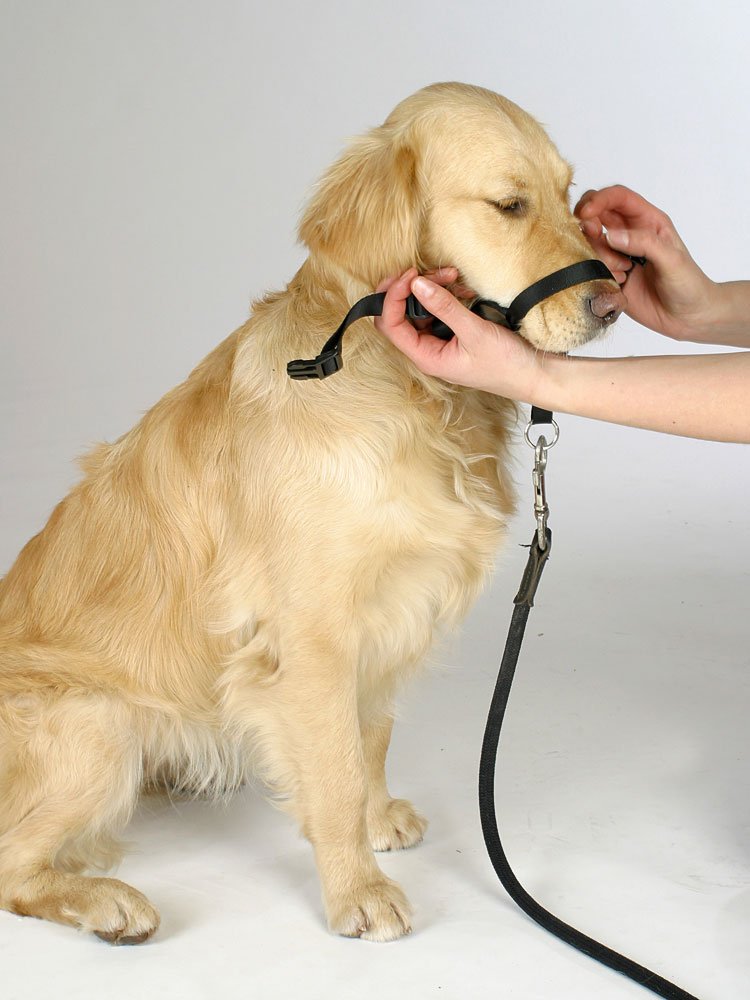 Kerbl Pet Maxi Coach Harness, Size 2 - Image 2