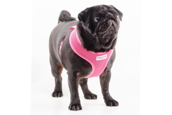 Ancol Viva Lightweight Breathable Comfort Mesh Dog Harness Pink Size Small (Fits Girth 34-45 cm) - Image 2