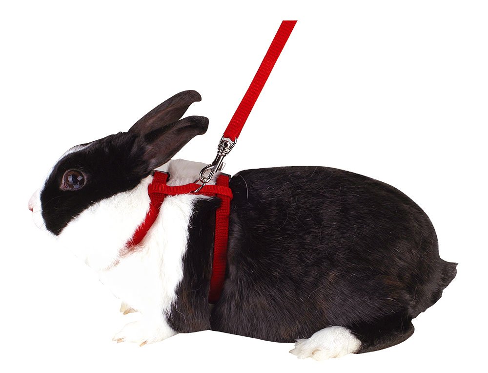 Harnesses for Rabbits, Assorted Colours BigaMart