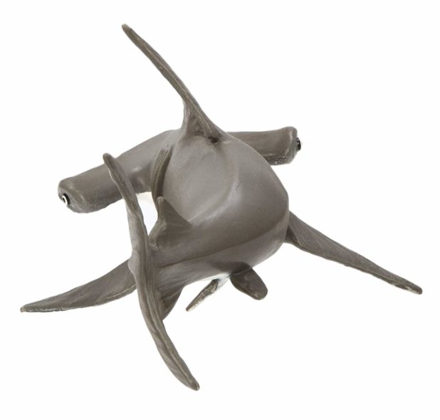 Baby Hammerhead Shark – BigaMart