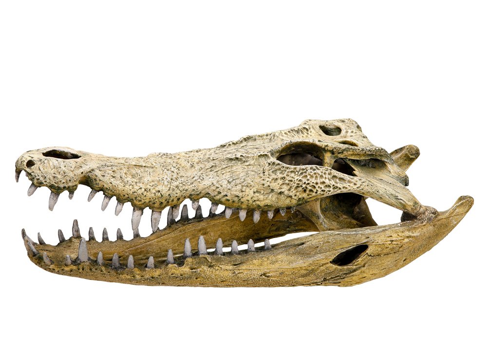 Nobby Crocodile Skull Aquarium Ornaments, 47.5 x 20.5 x 16 cm, 28108, Small