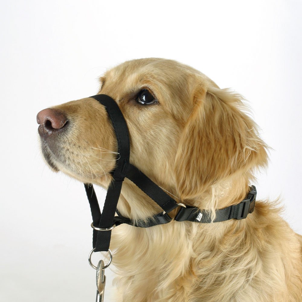 Kerbl Pet Maxi Coach Harness, Size 2 - Image 4