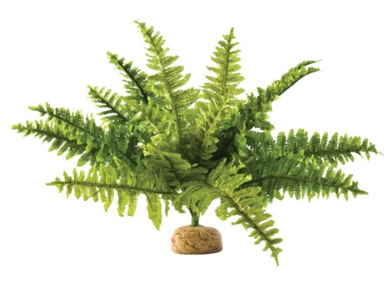 Exo Terra Boston Fern Medium