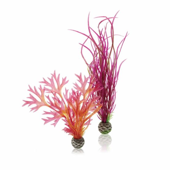 biOrb Plant Set M red and pink