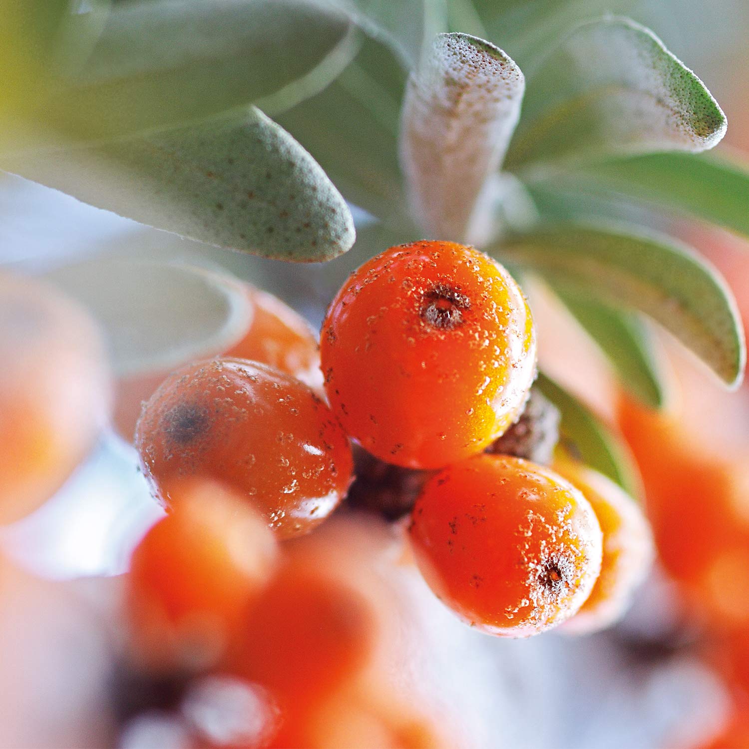 Weleda Organic Sea Buckthorn Replenishing Body Lotion 200ml, 8858, 200 ml (Pack of 1) - Image 3