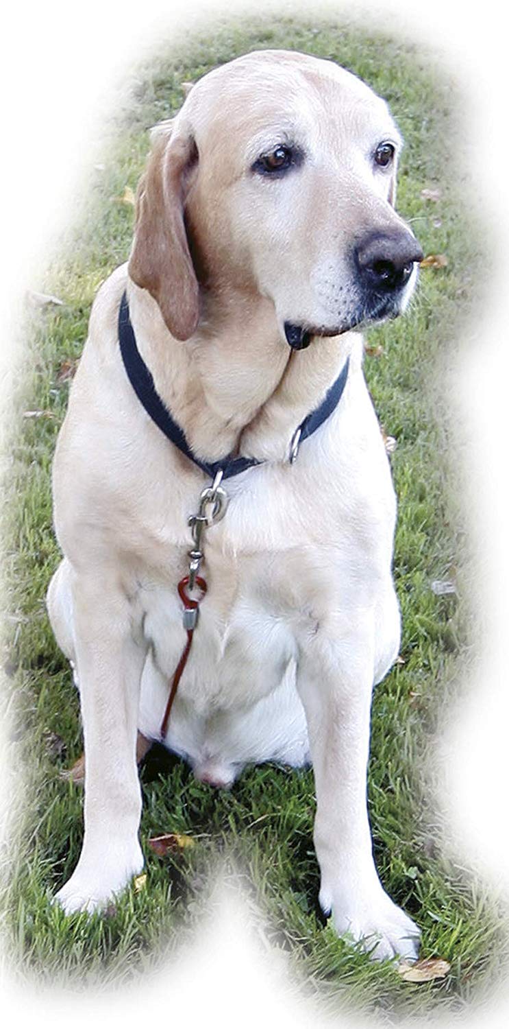 Kerbl Long Leash Set Yard, grau - Image 2