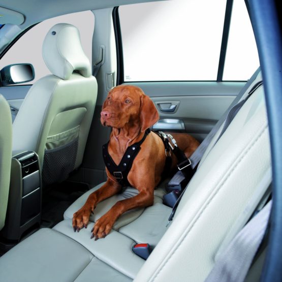 Hunter Easy Comfort 43848 Car Safety Harness Medium 20 cm - Image 2