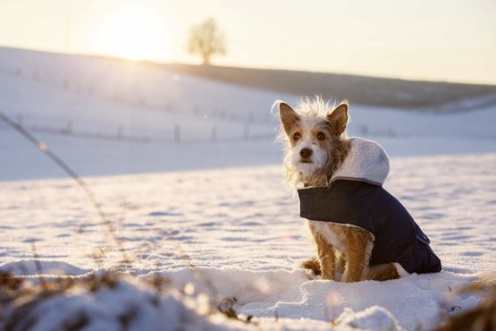 Kerbl Teddy Dog Coat, 45 - 59 cm - Image 4