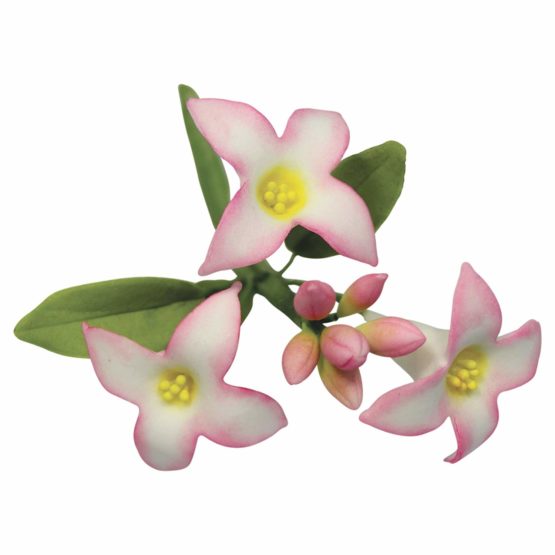 PME Stainless Steel Daphne Flower Petal Cutters, Set of 2 - Image 2
