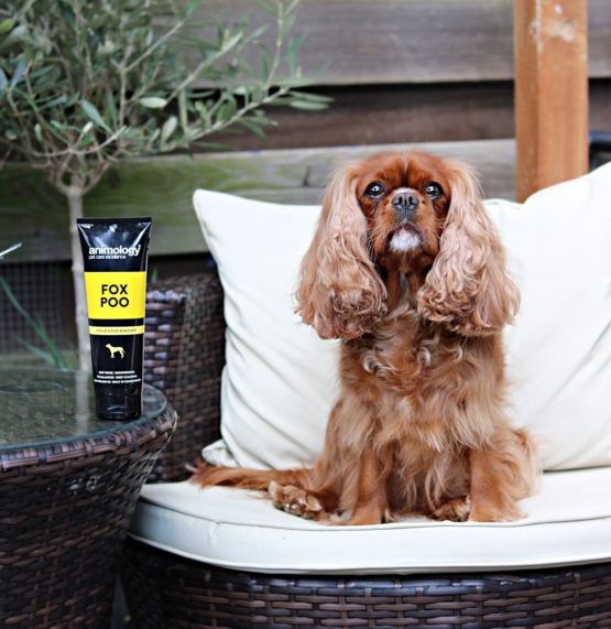 Animology Fox Poo Dog Shampoo 250ml - Image 3