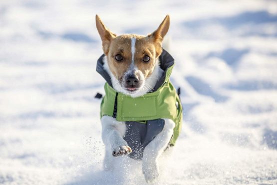 Kerbl Outdoor Dog Coat Vancouver, 35 cm, Green/ Grey - Image 4