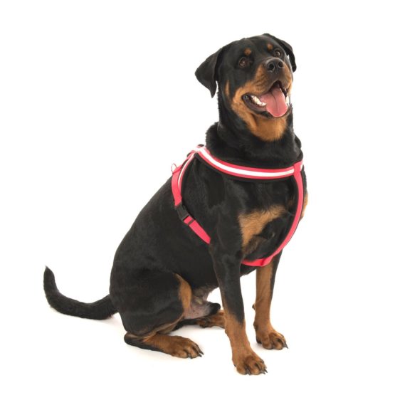 COA Comfy Harness, X-Small - Image 2