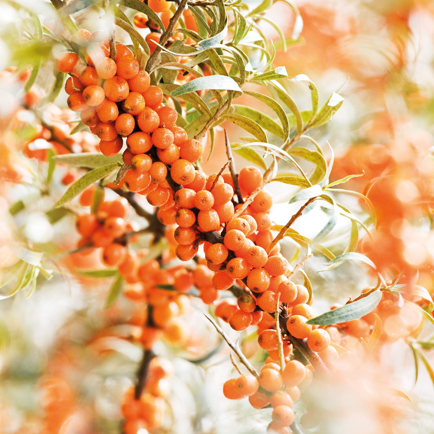 Weleda Sea Buckthorn Body Oil, 100 ml - Image 4