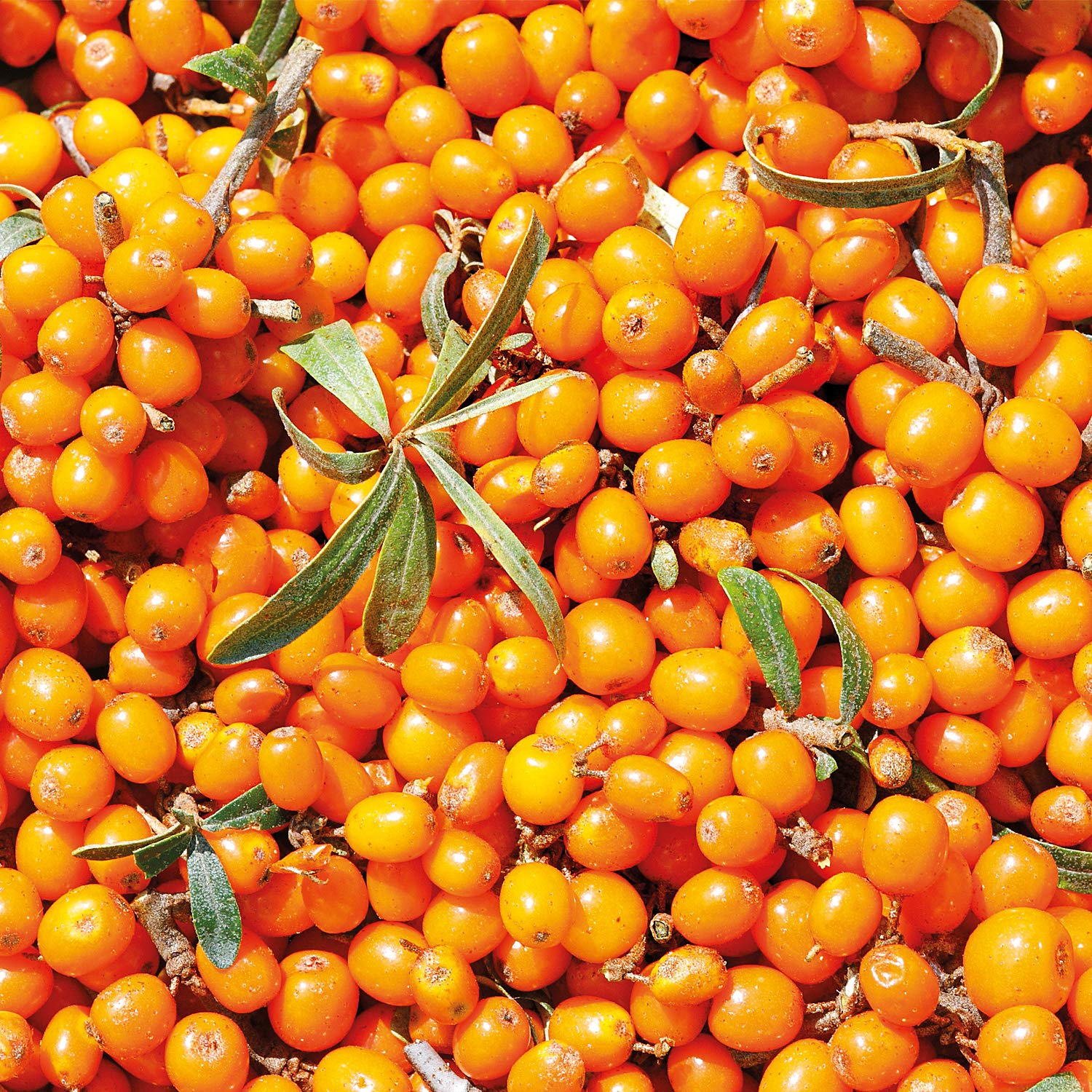 Weleda Organic Sea Buckthorn Replenishing Body Lotion 200ml, 8858, 200 ml (Pack of 1) - Image 4